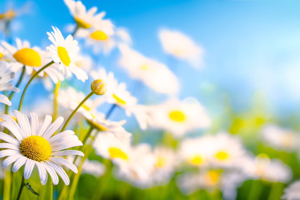 Chamomile Flower 001 green screen options