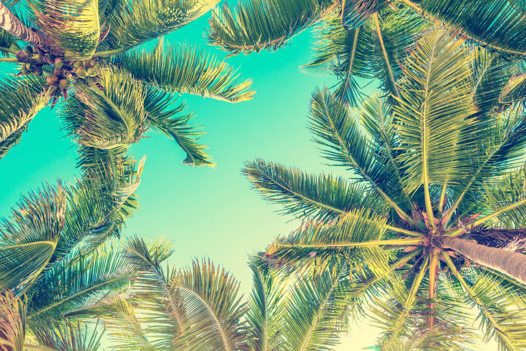 Blue Sky And Palm Trees View From Below, Vintage Style, Summer Background 006 green screen options